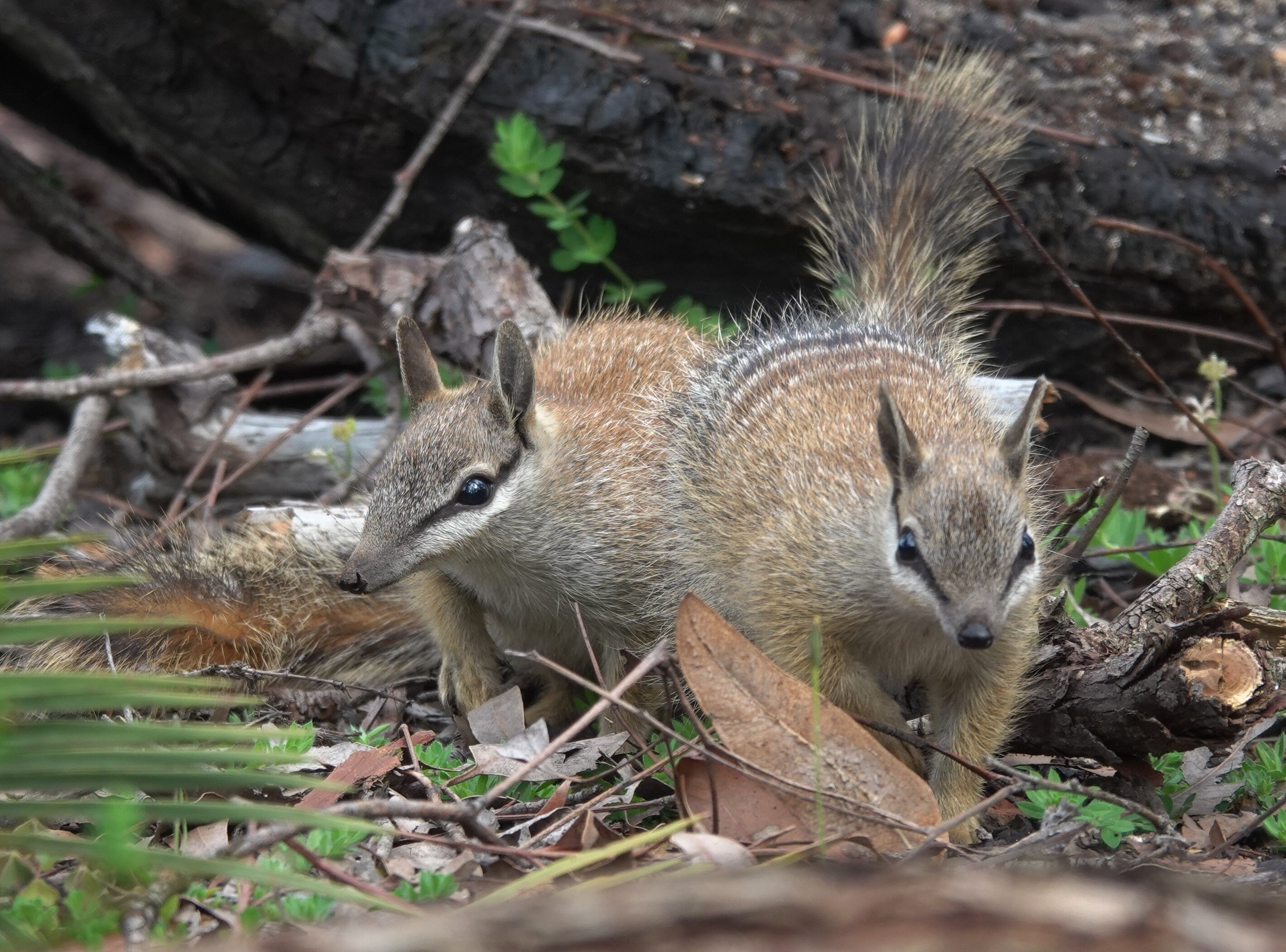 Two numbats next to each other.