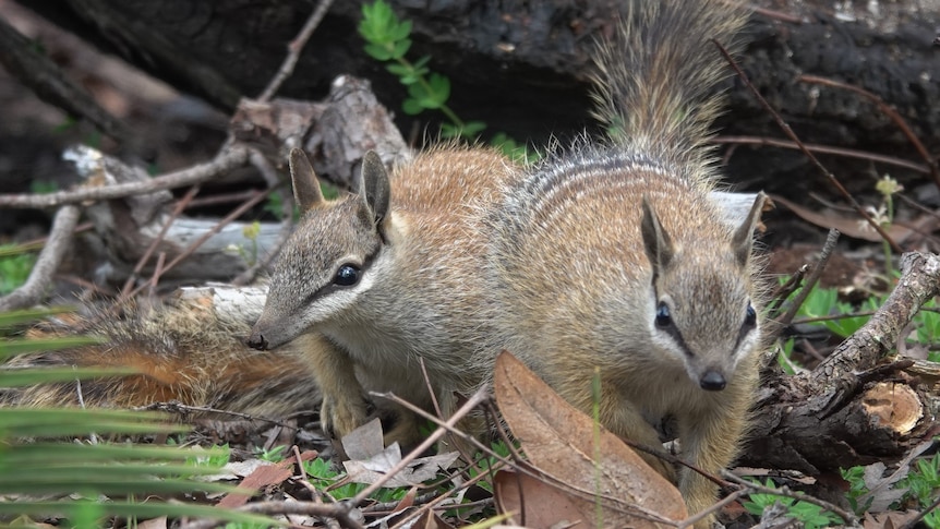 Two numbats next to each other.