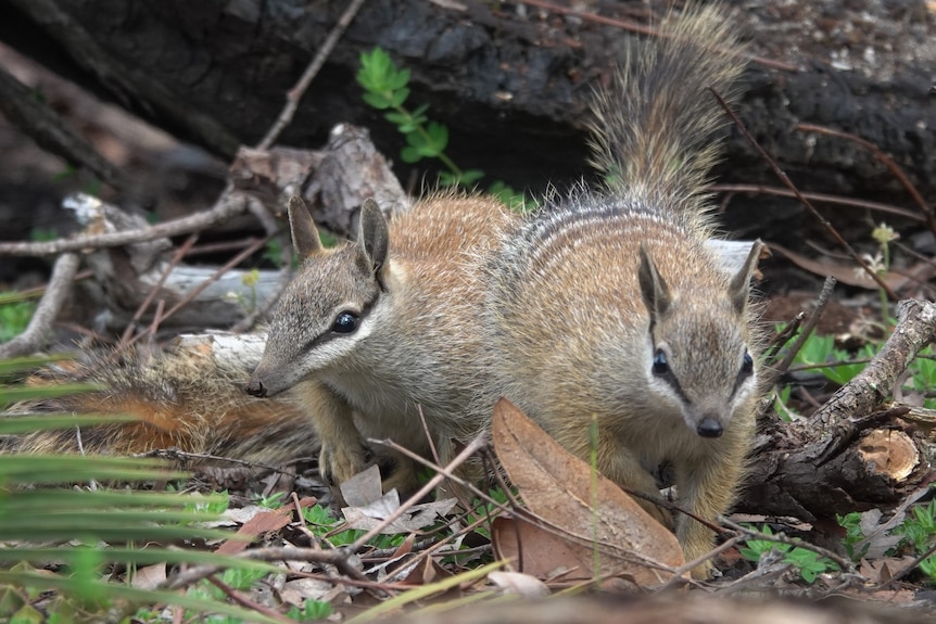 Two numbats next to each other.