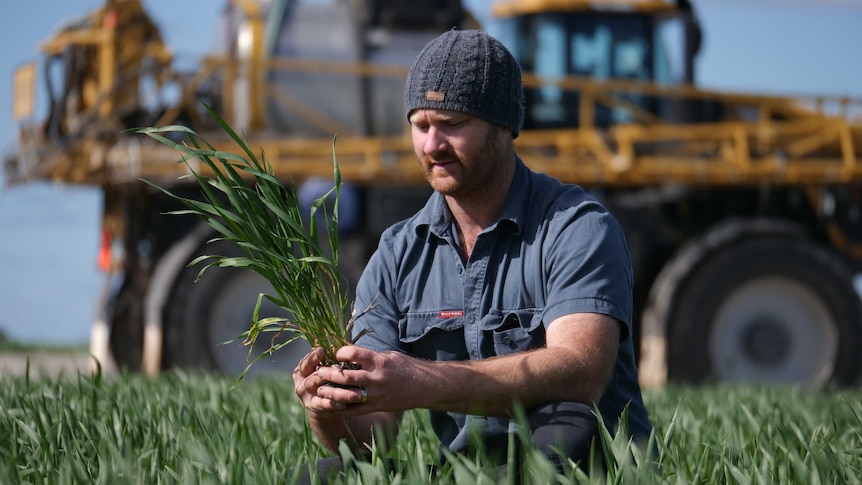 A farmer in a woollen hat examines a crop with a large cropping machine in the background