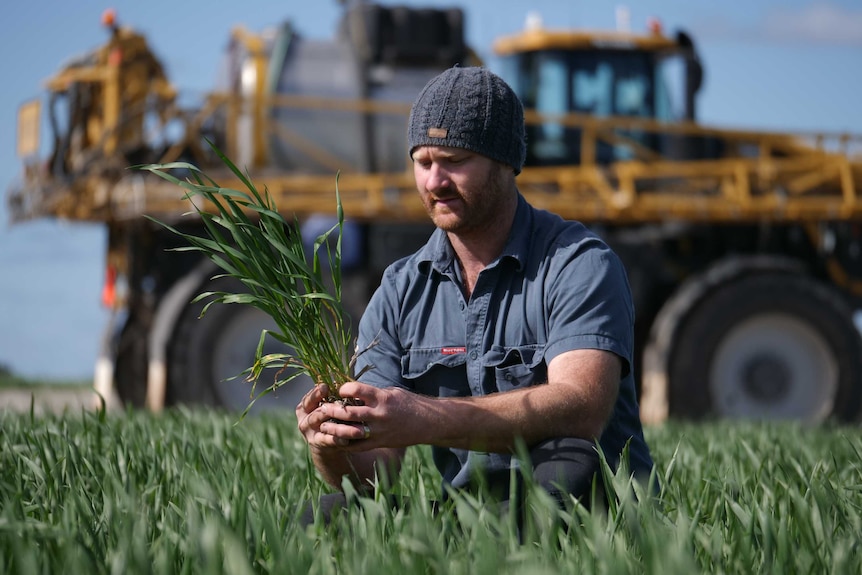 Pingrup farmer Ben Stanich examines crops in a paddock.