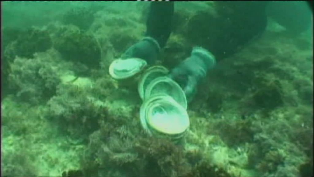 Victorian abalone farmers still 'galvanised' to rebuild, a decade after
