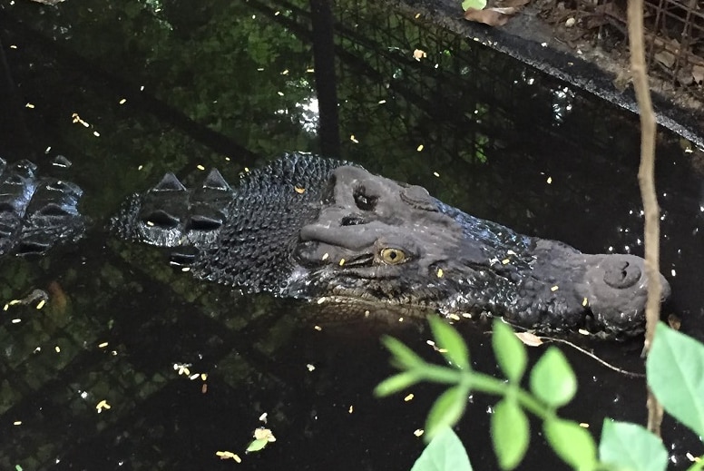 crocodile in water