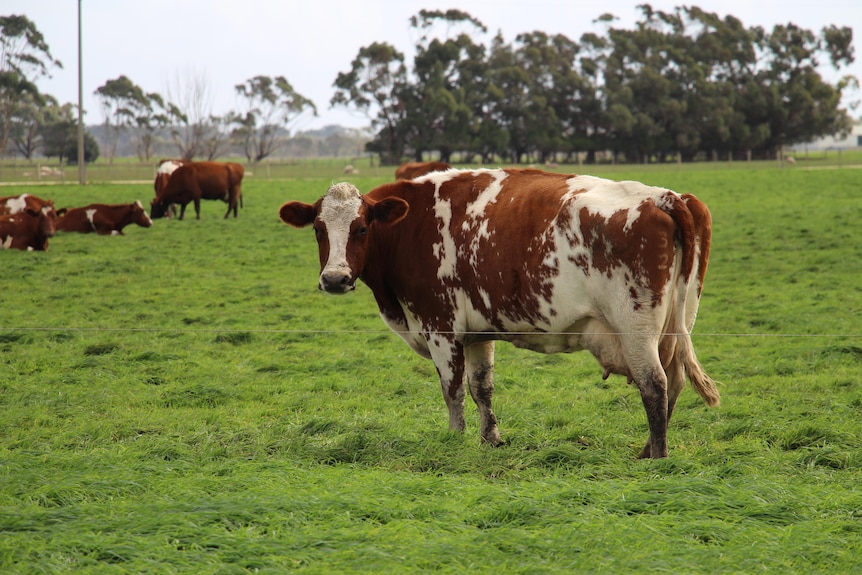 Dairy cattle in south-east South Australia