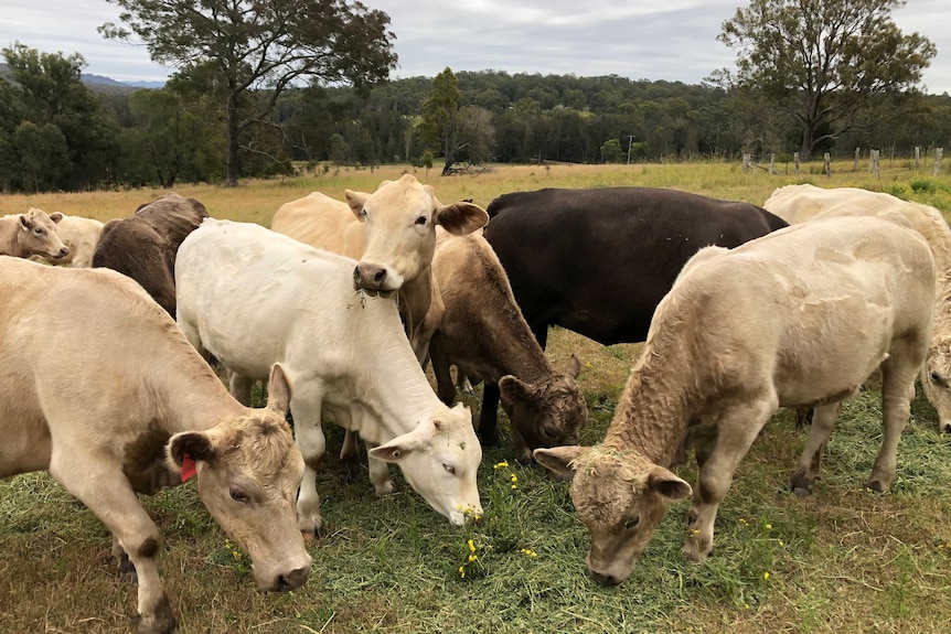 A pack of Murray Grey cattle eating hay.