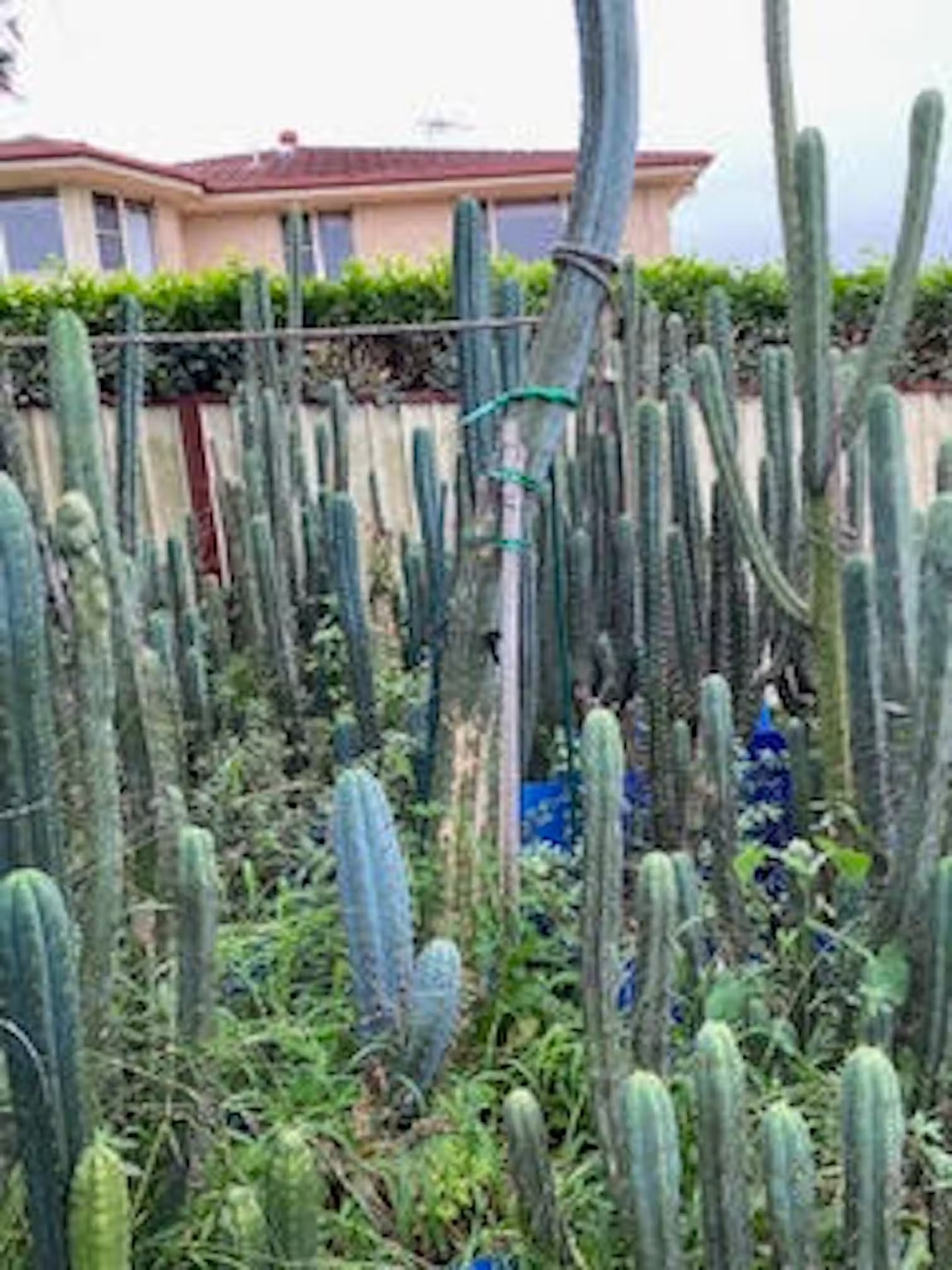 A garden full of silvery blue and green cacti