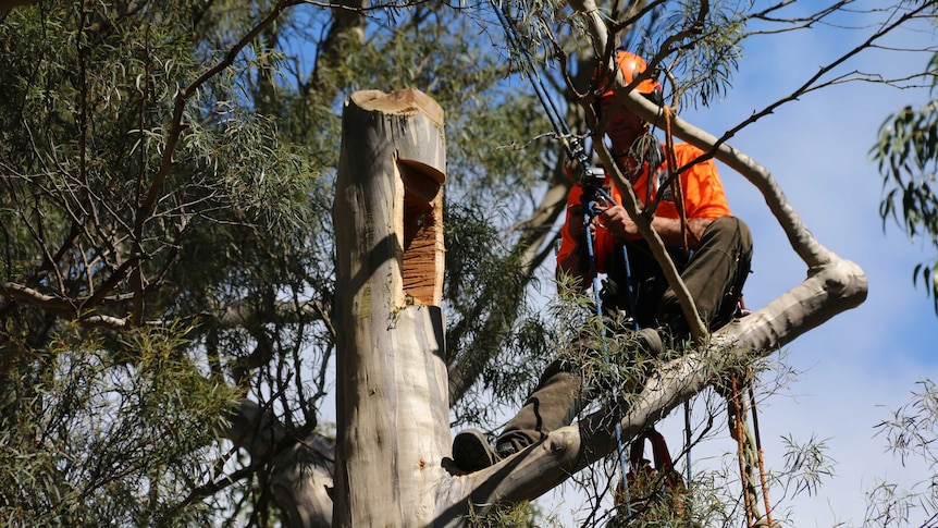 Arborist Pat Kenyon