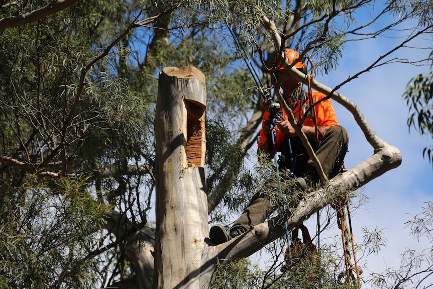 Arborist Pat Kenyon