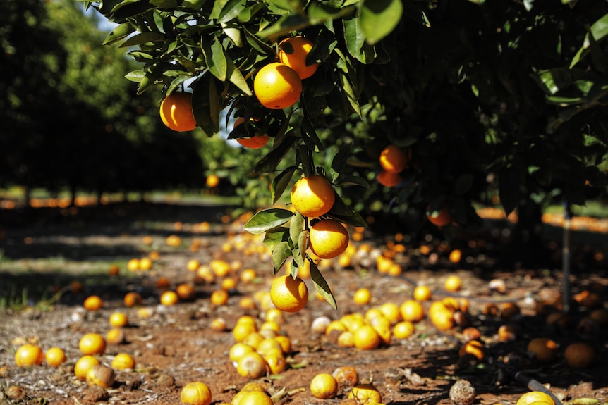 Oranges on a tree with many more rotting on the ground. 