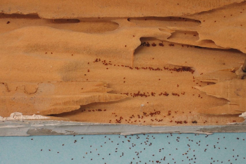 small beetles in honeycomb wood