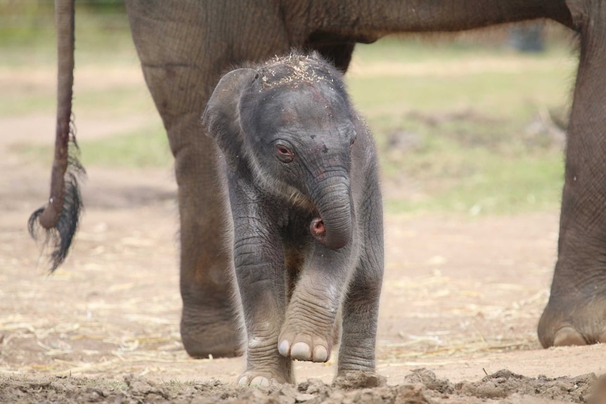 A baby elephant runs in front of the legs of an adult elephant.