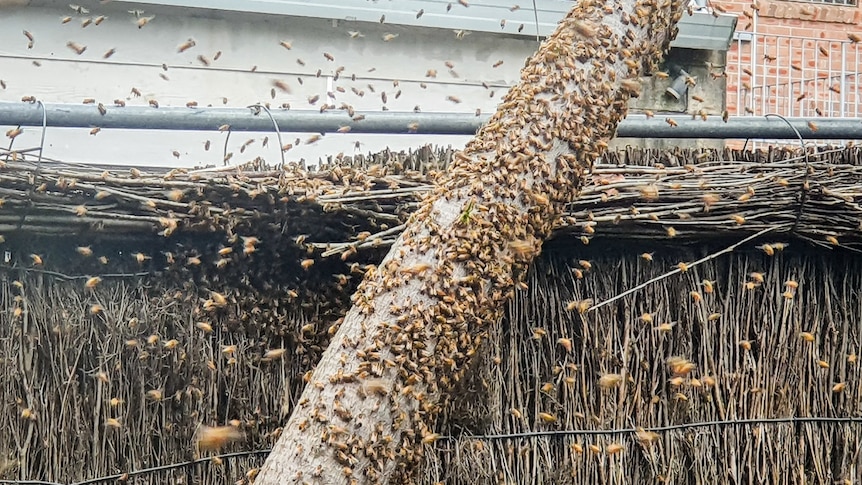 Thousands of bees flying and landing on a wooden fence and tree trunk.