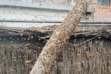 Thousands of bees flying and landing on a wooden fence and tree trunk.