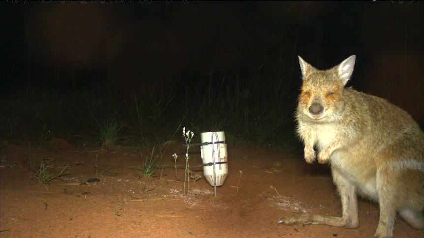 A wallaby with orange rings around its eyes.