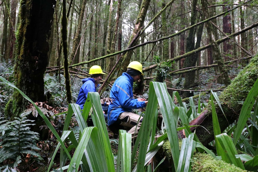 Two people in blue jackets and yellow hard hats stand in a forest.
