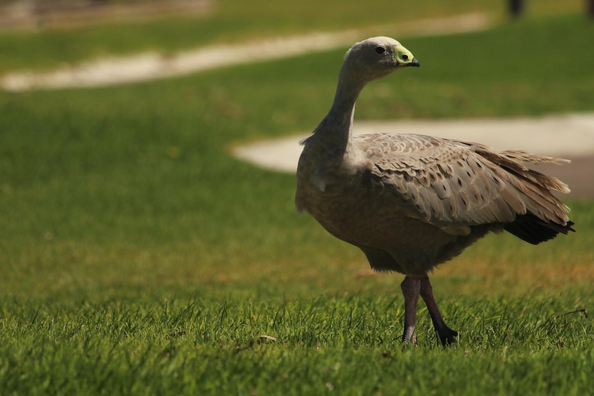 A grey goose with a yellow beak looks at the camera and is standing on the grass