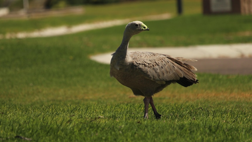 A grey goose with a yellow beak looks at the camera and is standing on the grass