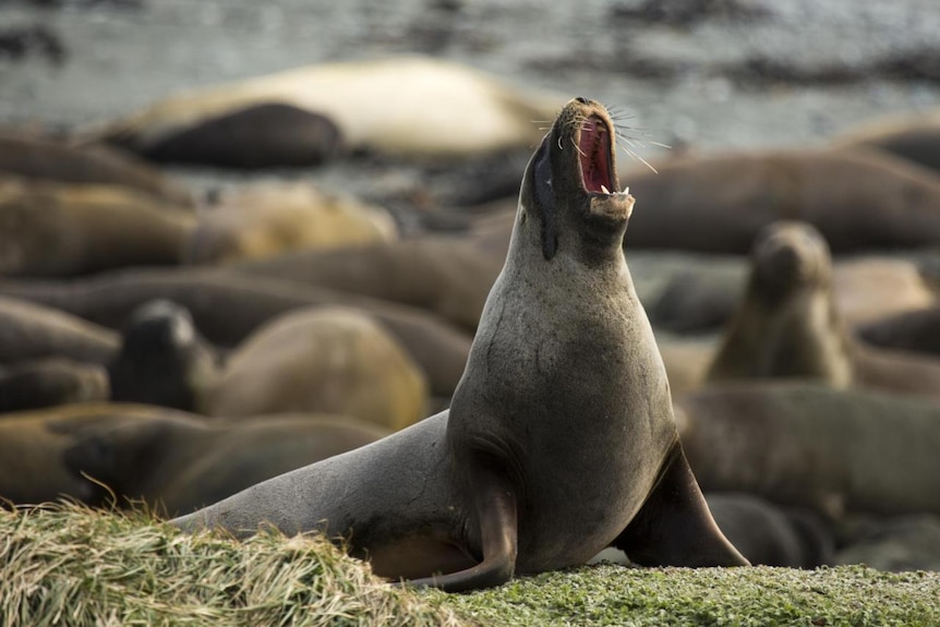A cute sea lion roars or yawns. It's unclear. 