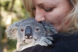 Koala carer Sam Longman cuddles baby koala Boston.