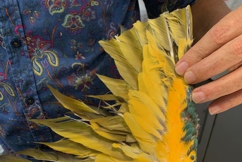 Right wing of a yellow macaw that has been trimmed.