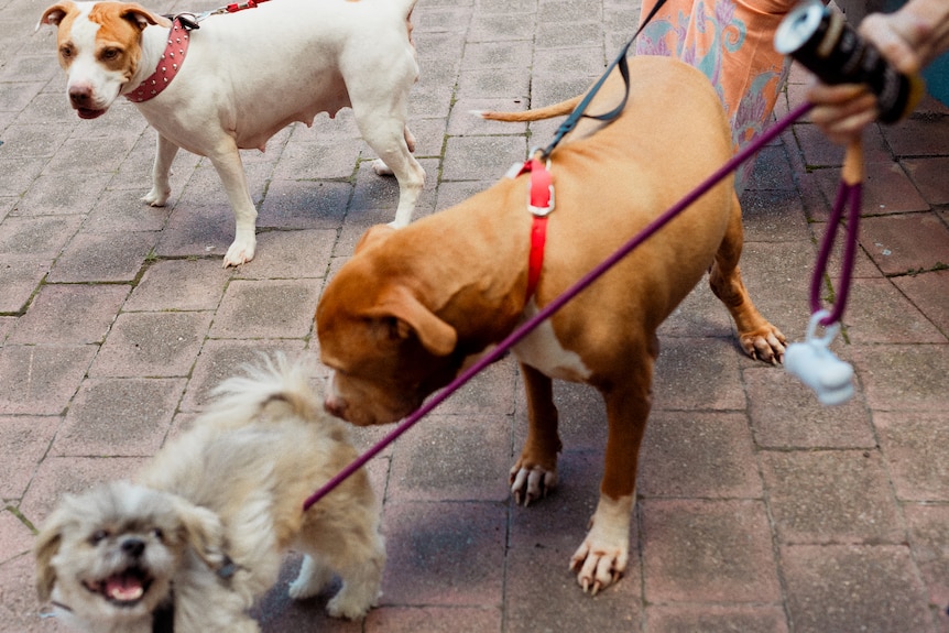Three dogs wearing leads stand on concrete tiles