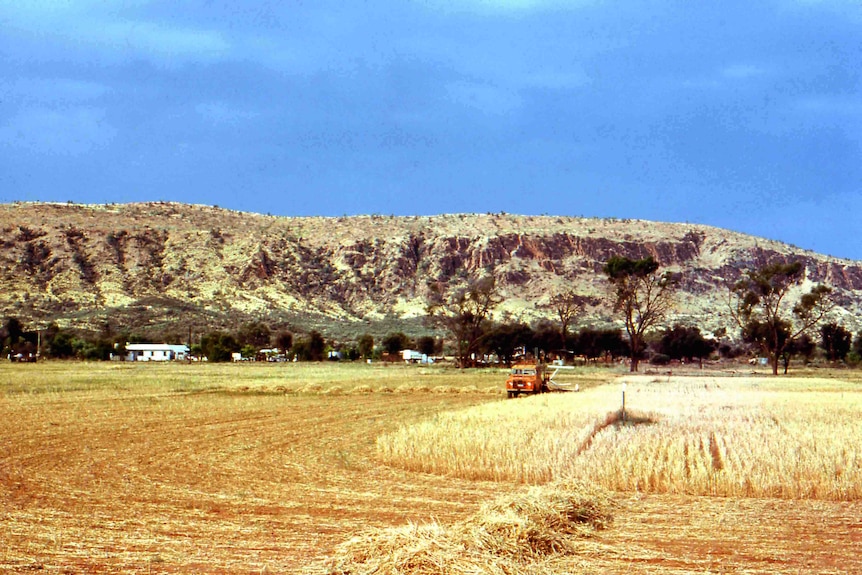 A crop of wheat near Alice Springs in 1974