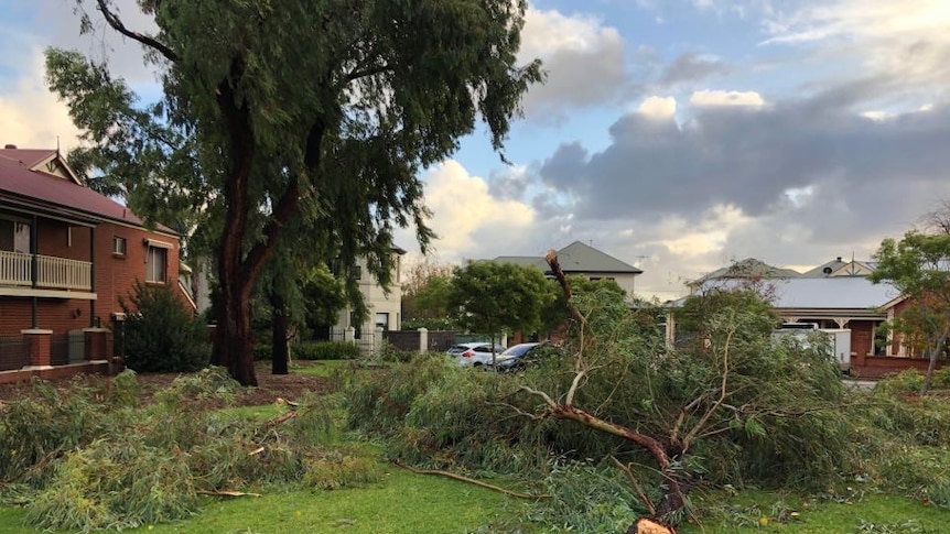 Trees fallen over in a park