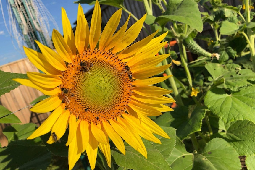 A large sunflower in Marc Clapton's market garden.