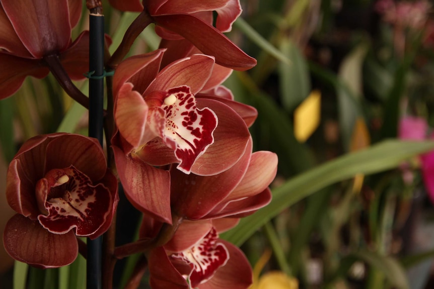 A close up shot of a red and white orchid.