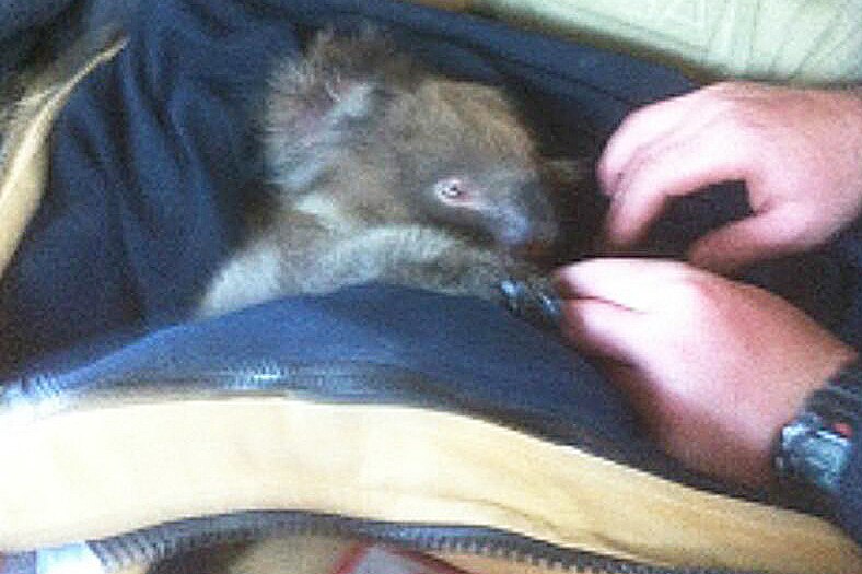 Rescued koala was wrapped in a jacket