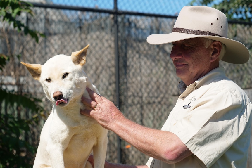 The zoo's owner, a man, patting one of his two dingoes