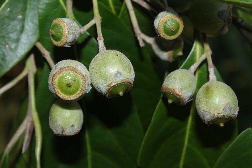 Rhodomyrtus psidioides - native guava - fruit
