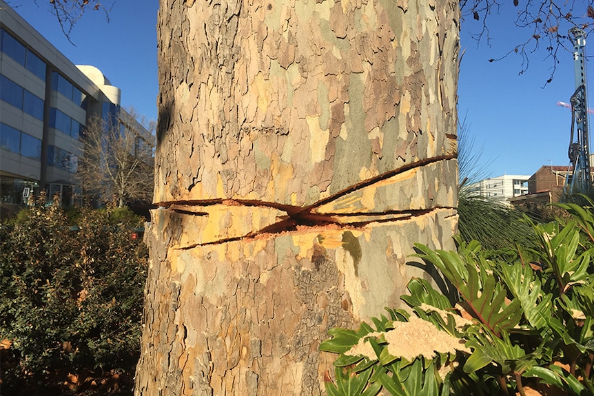 Vandalised Plane tree in South Perth, 2017 with cut marks around trunk