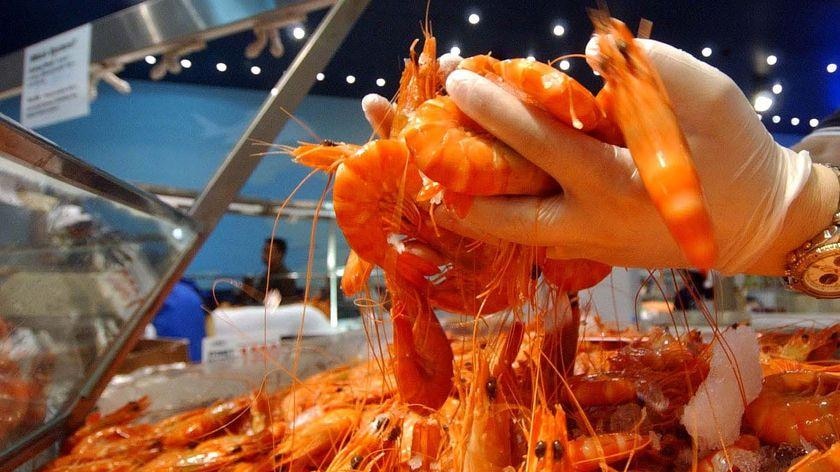 A hand scoops up prawns at the Sydney Fish Market