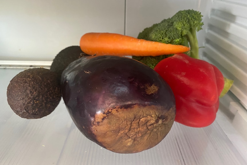 An eggplant rotting in a fridge with other veggies behind it