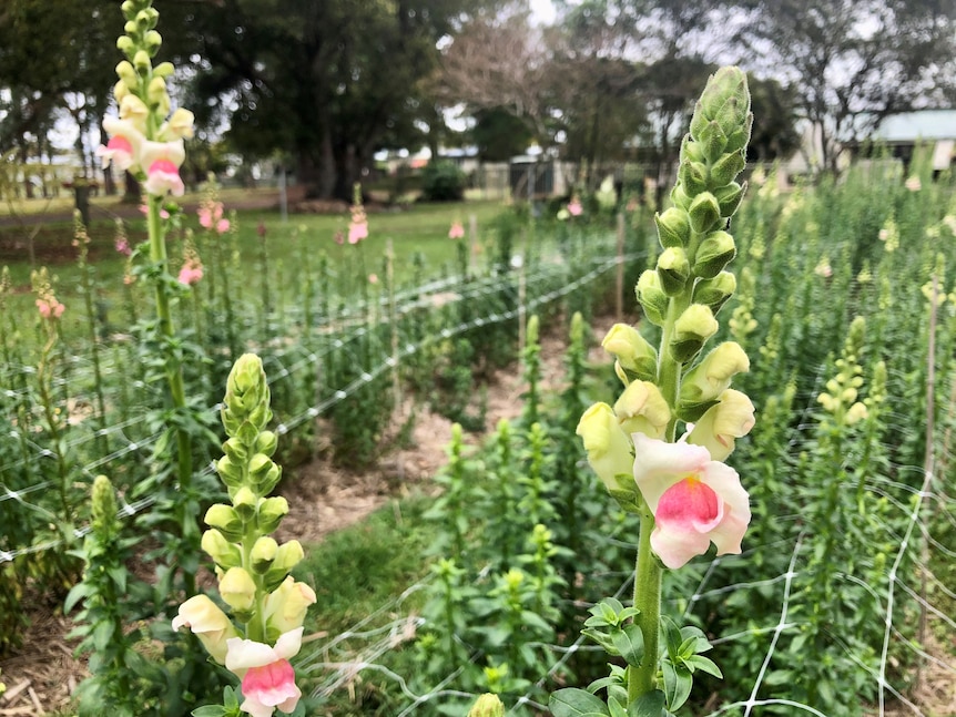 Rows of pretty pale pink snapdragons.
