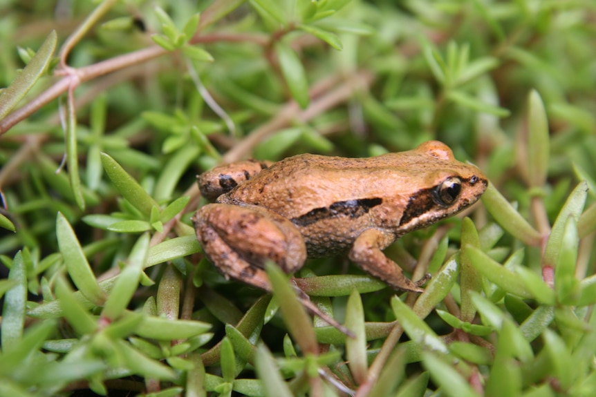 A small tan frog with a long, dark strip on its side.