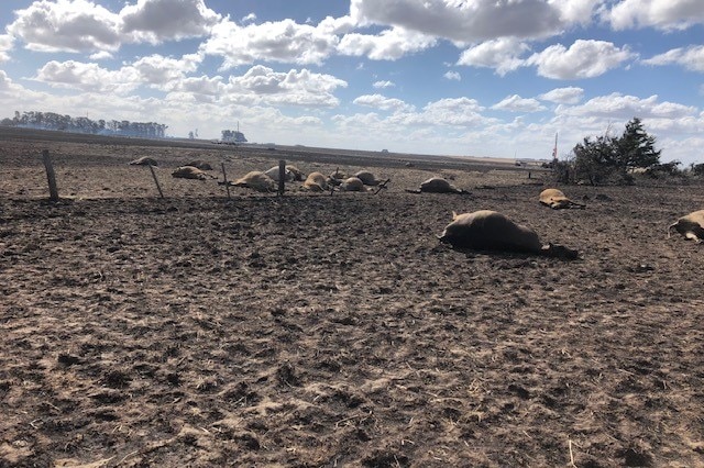 Dead cows in a paddock after fire tore through Jill and Mark Porter's farm in Western Victoria
