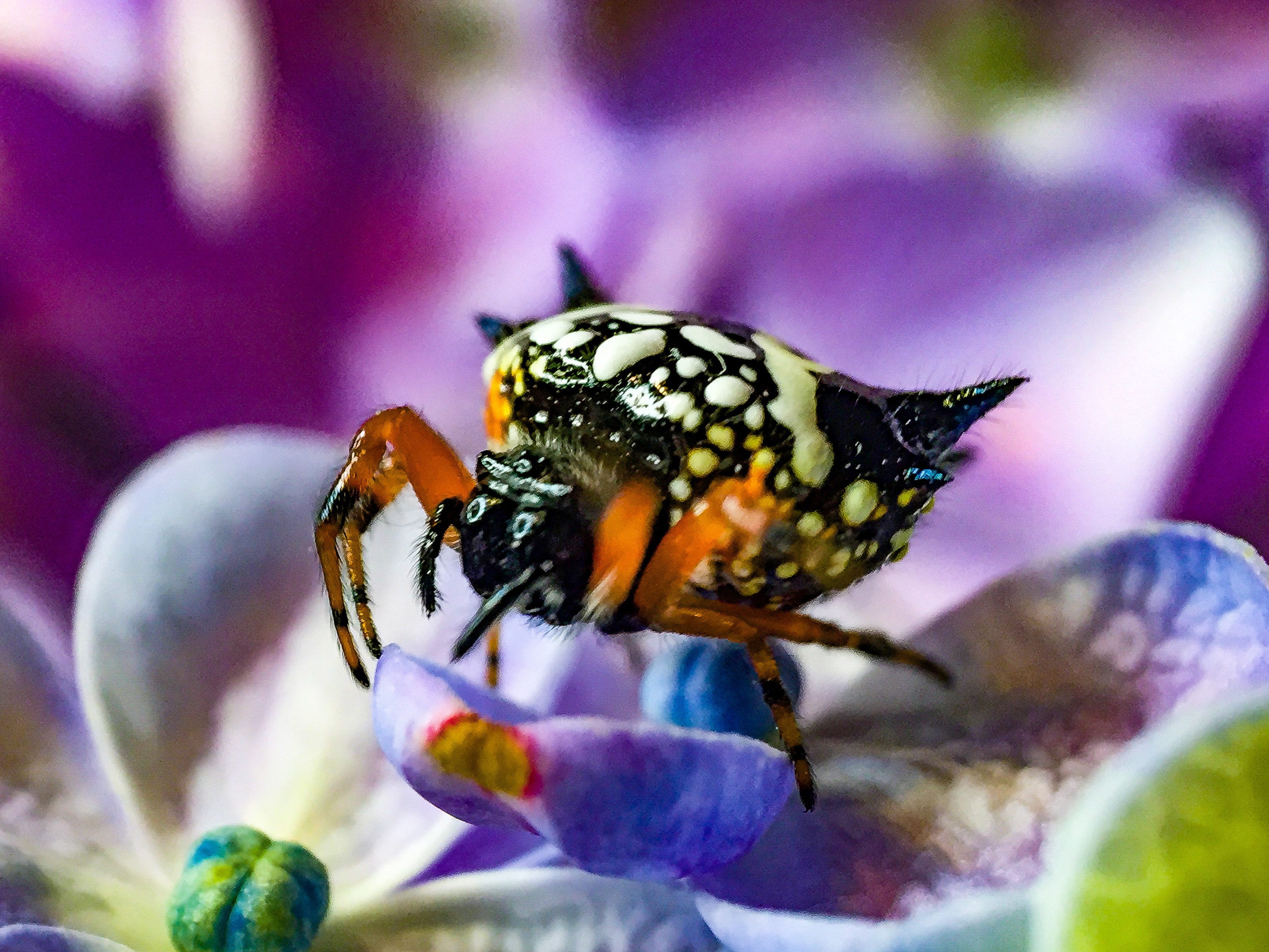 A colourful spider.