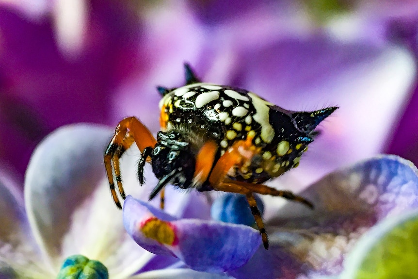 A colourful spider