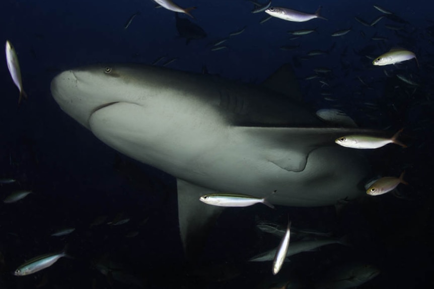 Bull shark underwater surrounded by fish