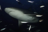 Bull shark underwater surrounded by fish
