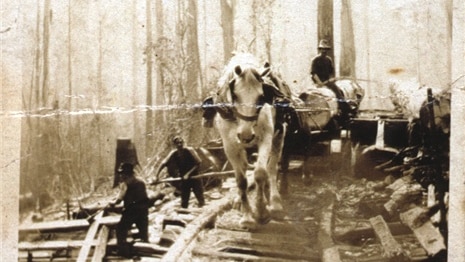 Horsedrawn log hauling, Tasmania 1911