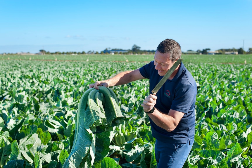 A man harvesting a cauliflower