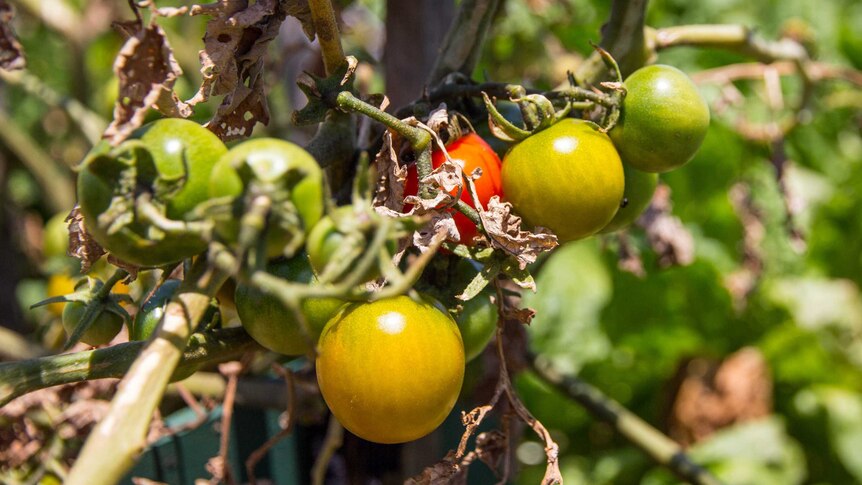 Tomatoes grow on a vine.