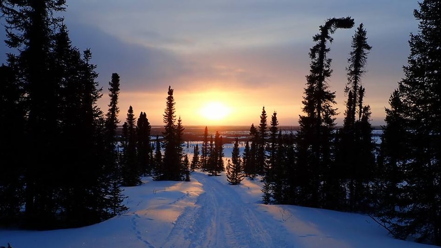 A sunset over a snow-covered forest in Alaska.