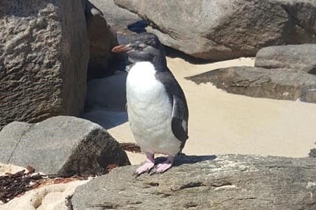 A Rockhopper penguin stands on a rock at Redgate beach