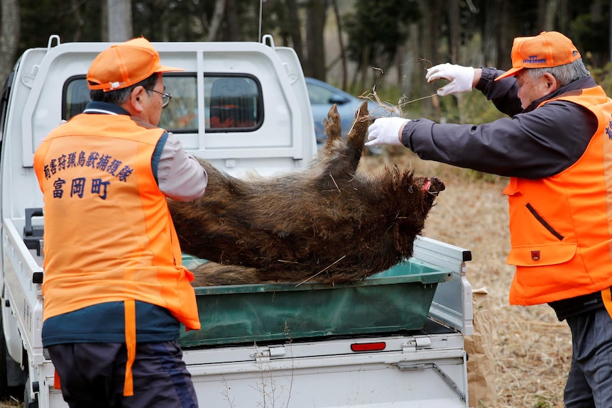 Two men throw a dead boar in the back of a truck