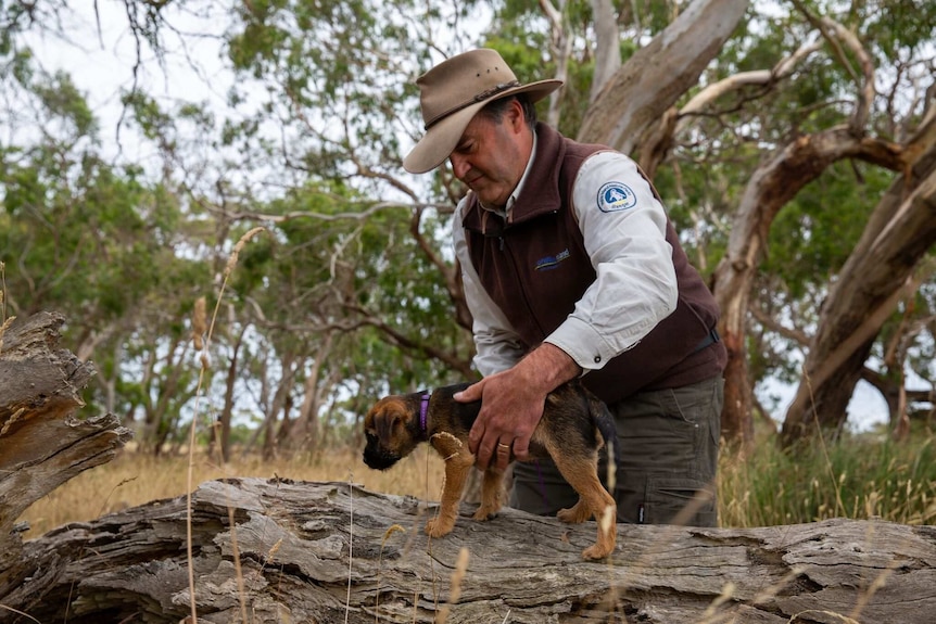 A border terrier pup walking along a large log with a man holding onto its body.