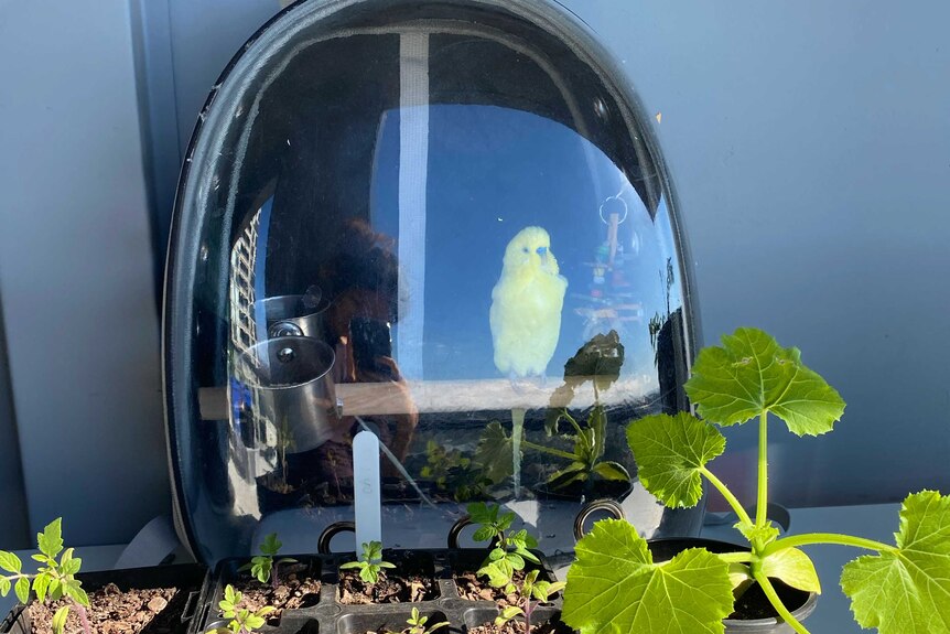 A yellow budgie sits outside and looks over seedlings on a Melbourne balcony garden, small space veggie patch.